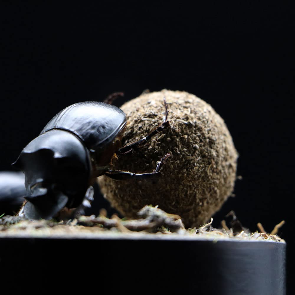 Dung Beetle Insect Specimen in Glass Display Case - Realistic Taxidermy Micro-Landscape for Science Education, Home Decor & Unique Gift Ideas | Perfect for Entomology Collectors, Nature Lovers & Classroom Displays