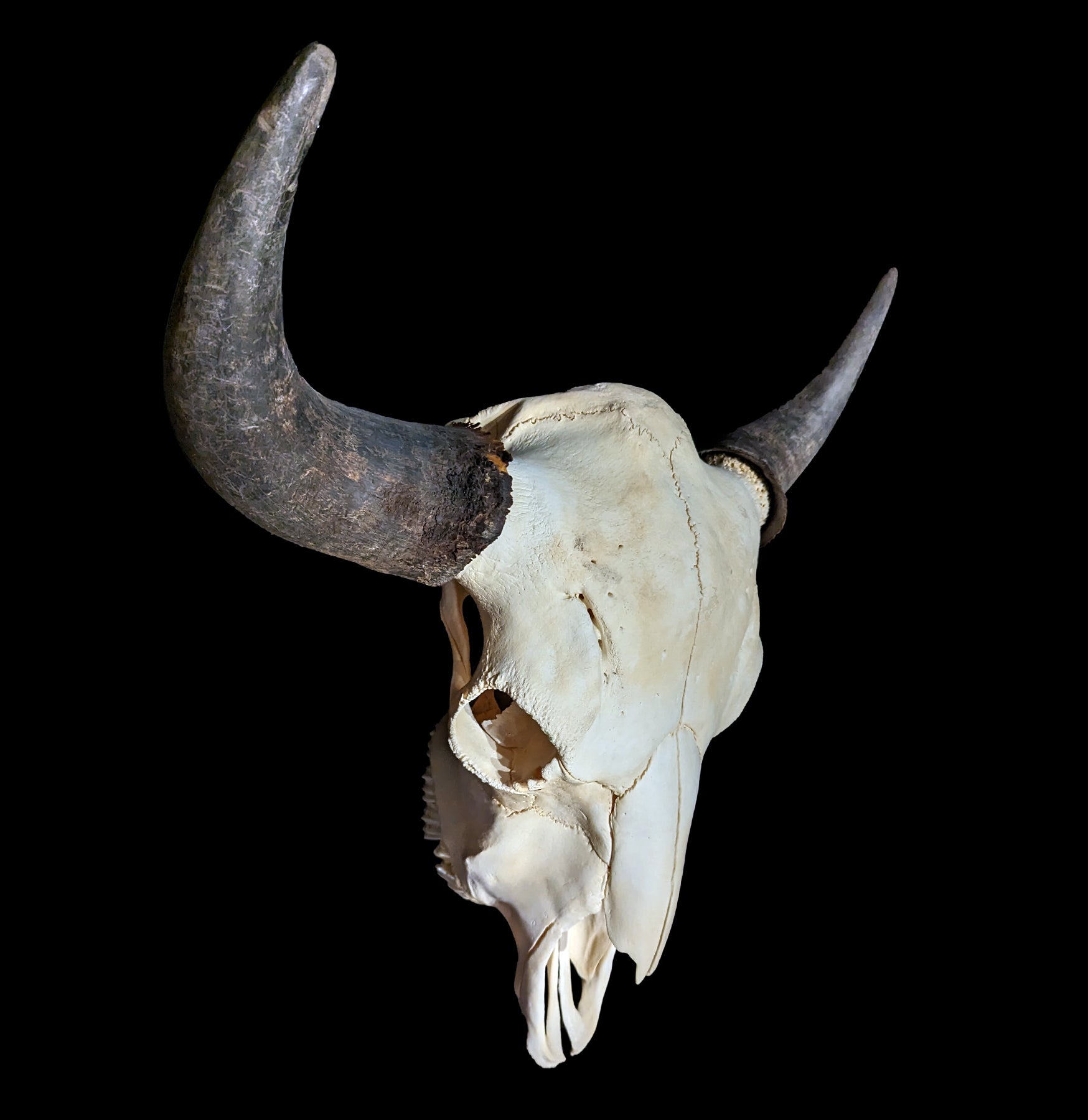 Authentic Bison Skull - Natural Decor for Western & Rustic Home, Cabin, or Hunting Lodge | Perfect for Wall Mount, Taxidermy, and Wild West Themed Interiors