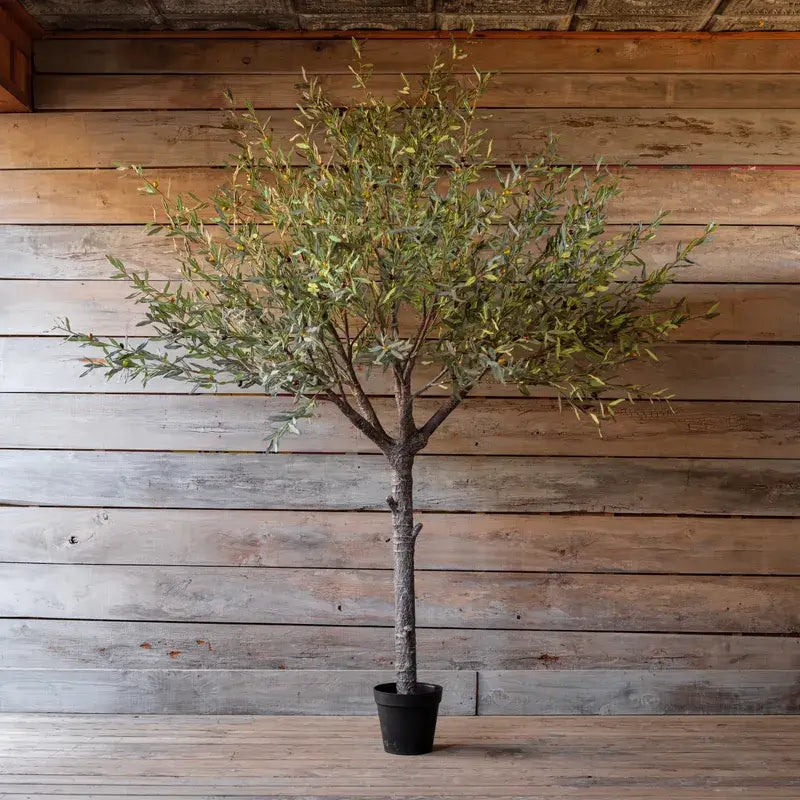 Premium Olive Tree for Sale - Mature Potted Olive Tree for Home Garden, Patio, and Landscaping - Perfect for Mediterranean Style Decor and Outdoor Greenery