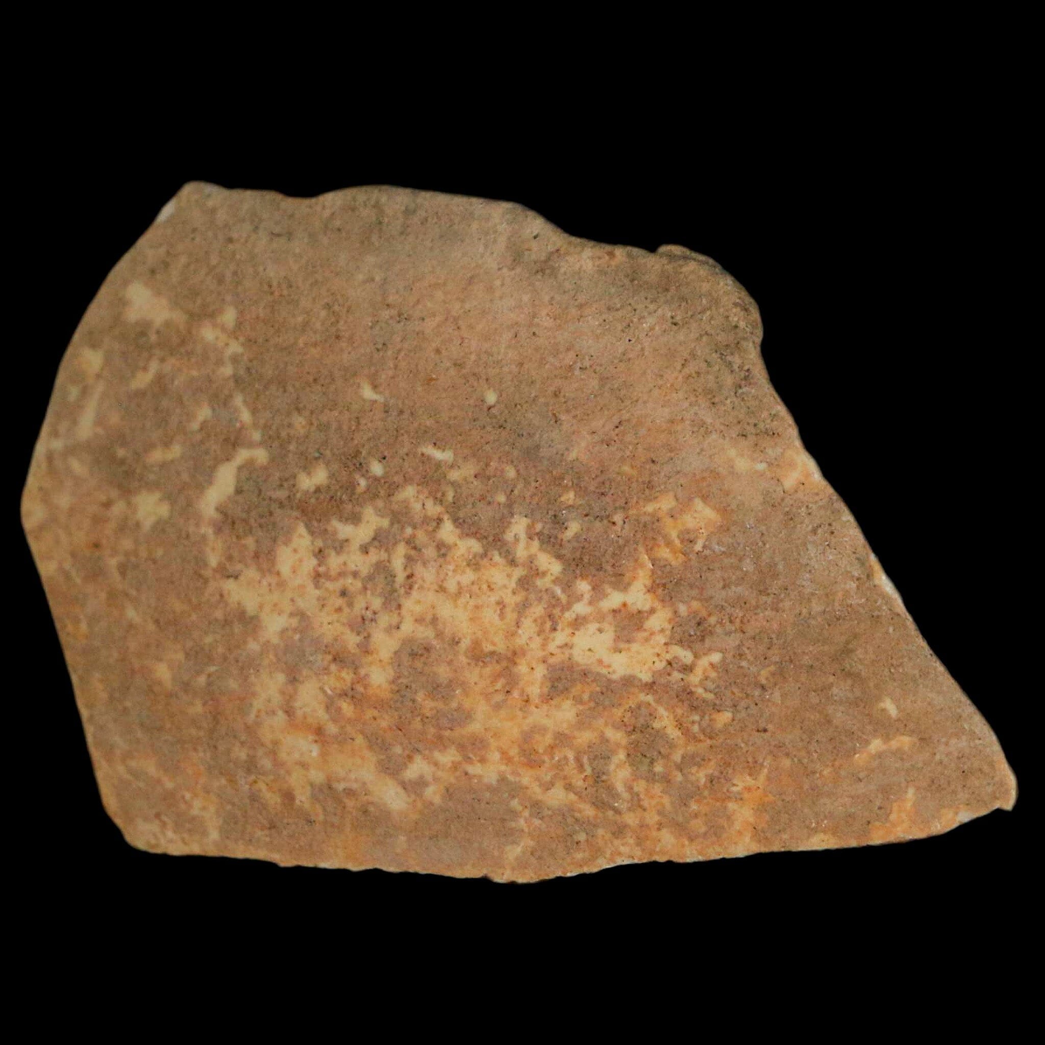 Authentic 3.1 Elephant Bird (Aepyornis Maximus) Egg Shell Specimen - Late Pleistocene Fossil from Madagascar | Rare Collectible for Natural History Displays, Museum Quality Decor & Paleontology Enthusiasts