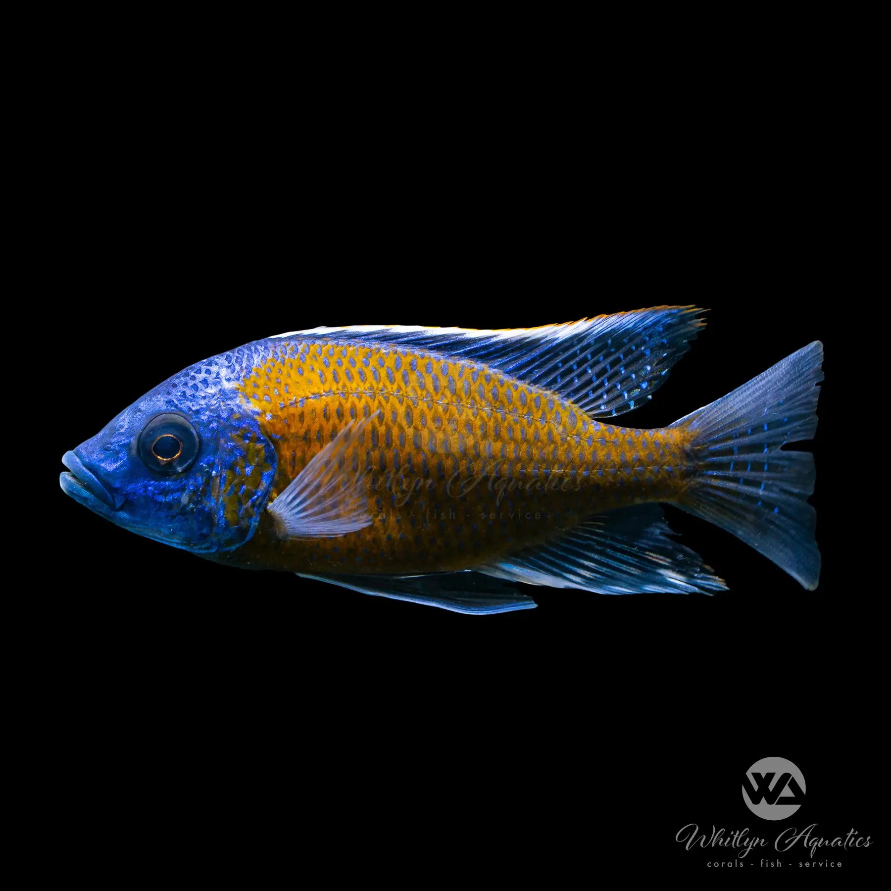 Premium Red Fin Borleyi African Cichlid Fish (Copadichromis borleyi) - Live Aquarium Fish for Freshwater Tanks & Cichlid Enthusiasts