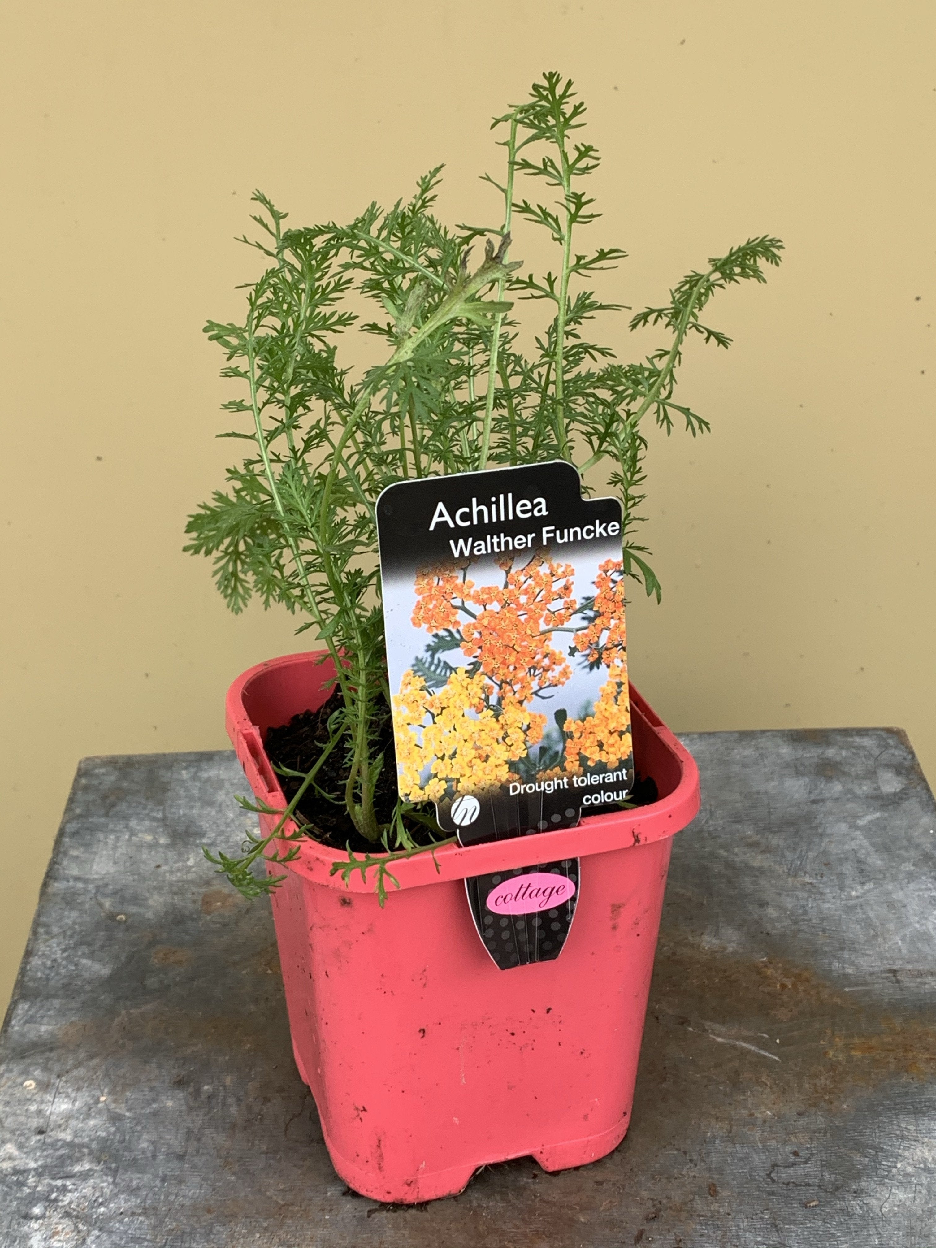 Achillea Millefolium 'Walther Funcke' Yarrow Perennial Flower - Drought-Tolerant Garden Plant for Borders, Cut Flowers & Pollinator Gardens