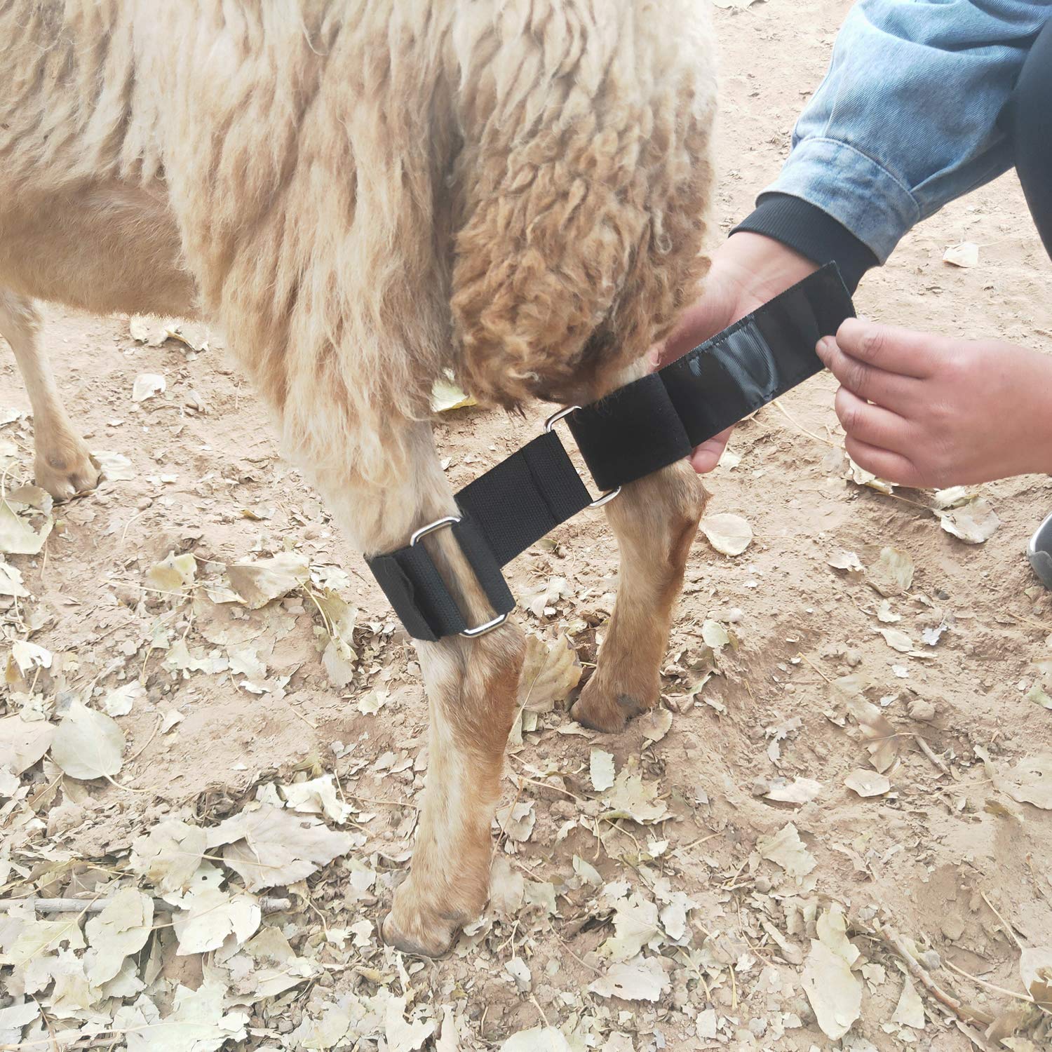 Goat Hobbles - Adjustable Goat Leg Restraints for Milking, Grooming & Veterinary Care - Secure & Humane Goat Binding Tool for Difficult Goats (Farm Use, Dairy Goat Management, Animal Husbandry)