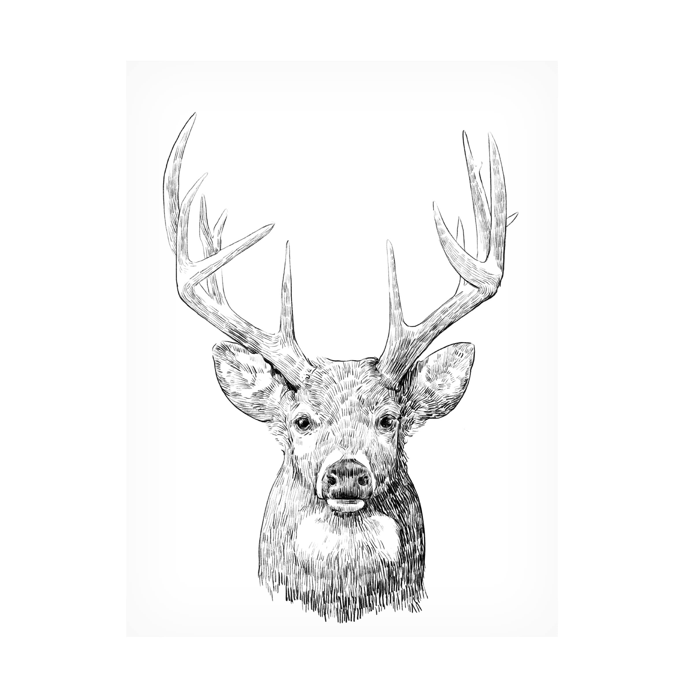 Emma Scarvey 'Young Buck Sketch II' Canvas Art Print - Modern Wildlife Wall Decor for Living Room, Bedroom & Office - Trademark Fine Art Collection