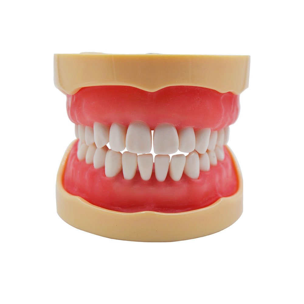 32-Piece Soft Gum Standard Teeth Jaw Model for Dental Science Education - Perfect for Teaching, Learning & Dental Practice Demonstrations