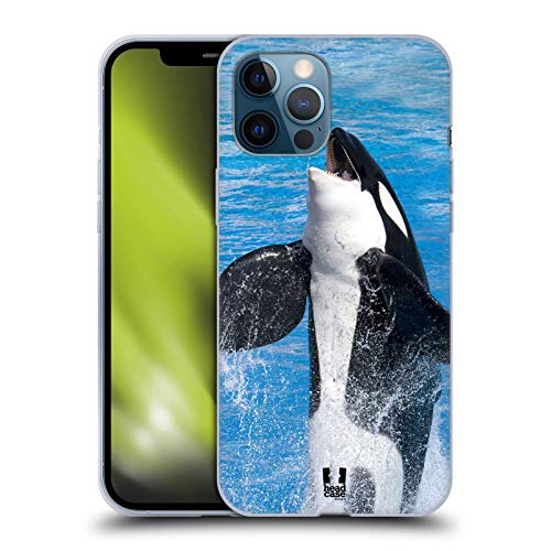 Jumping Killer Whale