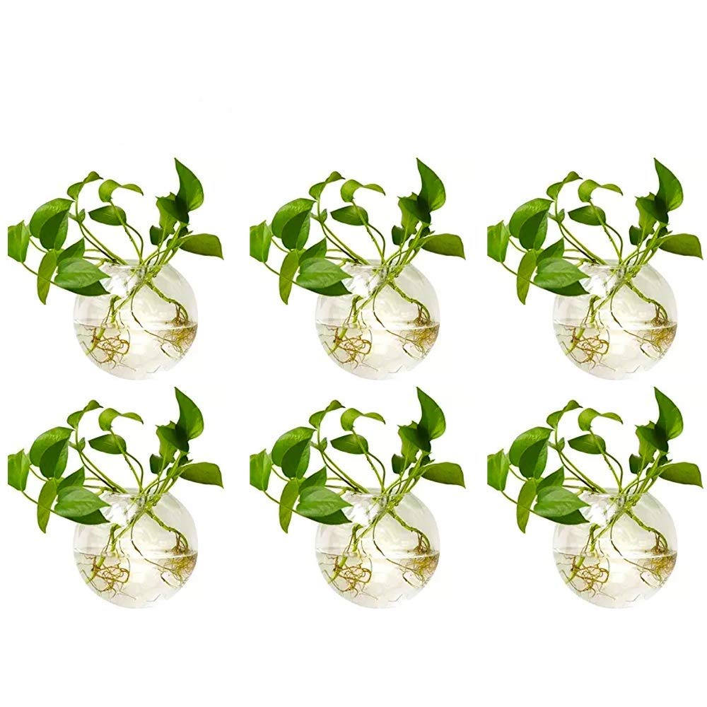 NUPTIO 6-Pack Clear Glass Wall Hanging Planters - Oblate Terrarium Vases for Indoor Plants, Succulents & Flowers | Hydroponic Wall-Mounted Propagation Stations | Perfect for Home, Office, Living Room & Garden Decor