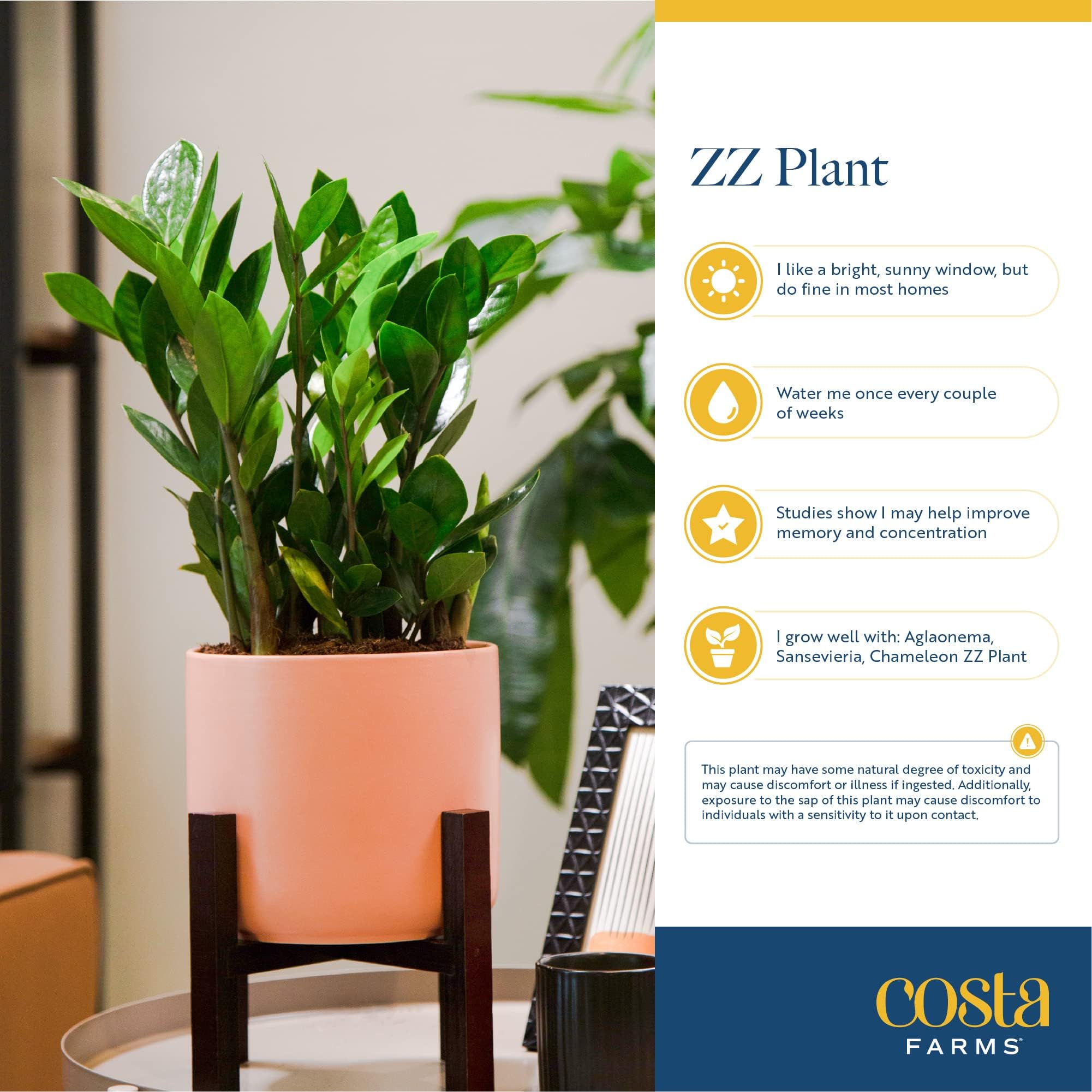 Costa Farms ZZ Plant - 22-Inch Tall Live Indoor Houseplant in Modern Decor Planter | Natural Air Purifier, Low Maintenance & Giftable | Perfect for Home, Office & Spring Decor