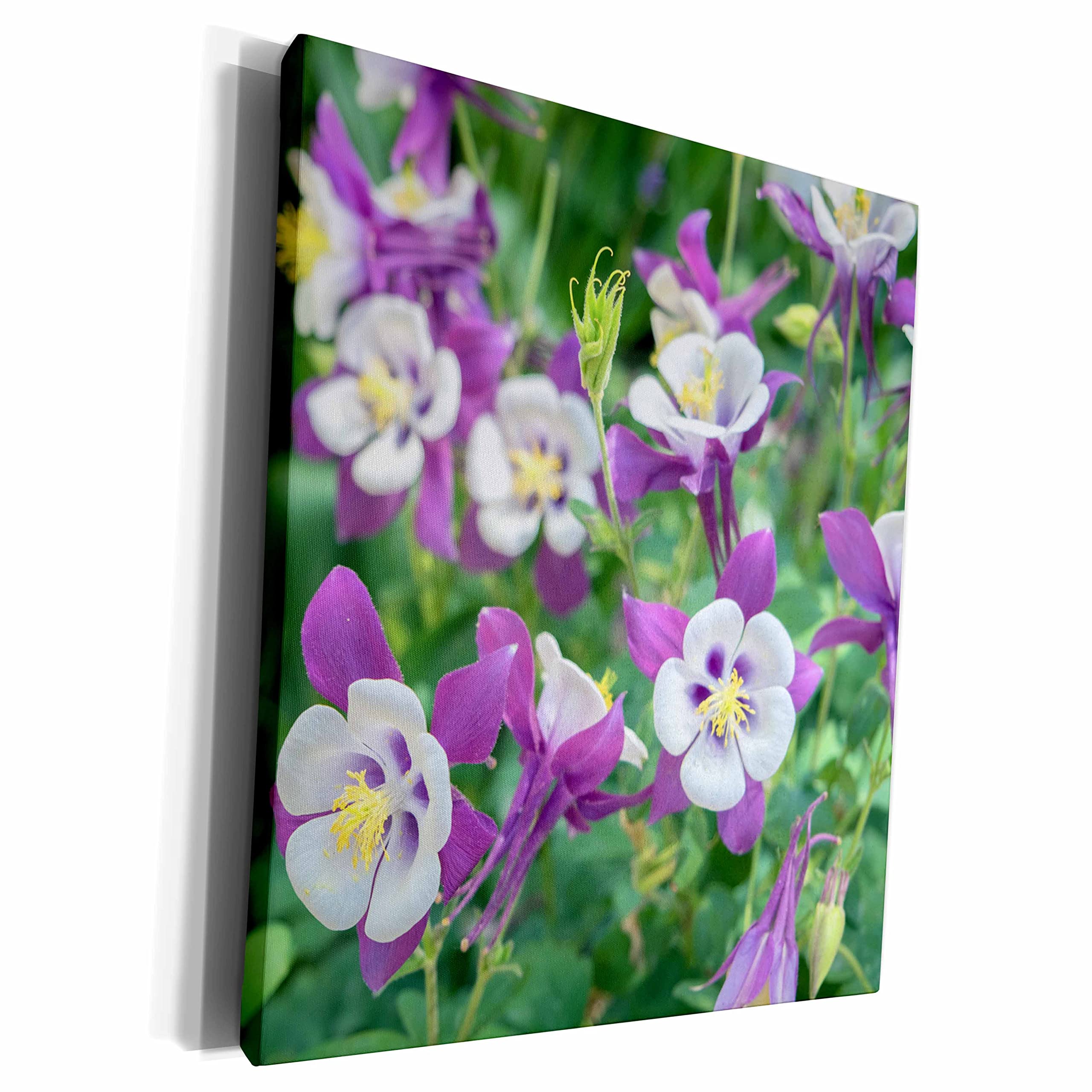 3dRose Museum Grade Canvas Wrap - Purple Columbine Flowers in Bloom, USA Native Wildflowers Wall Art for Home & Office Decor