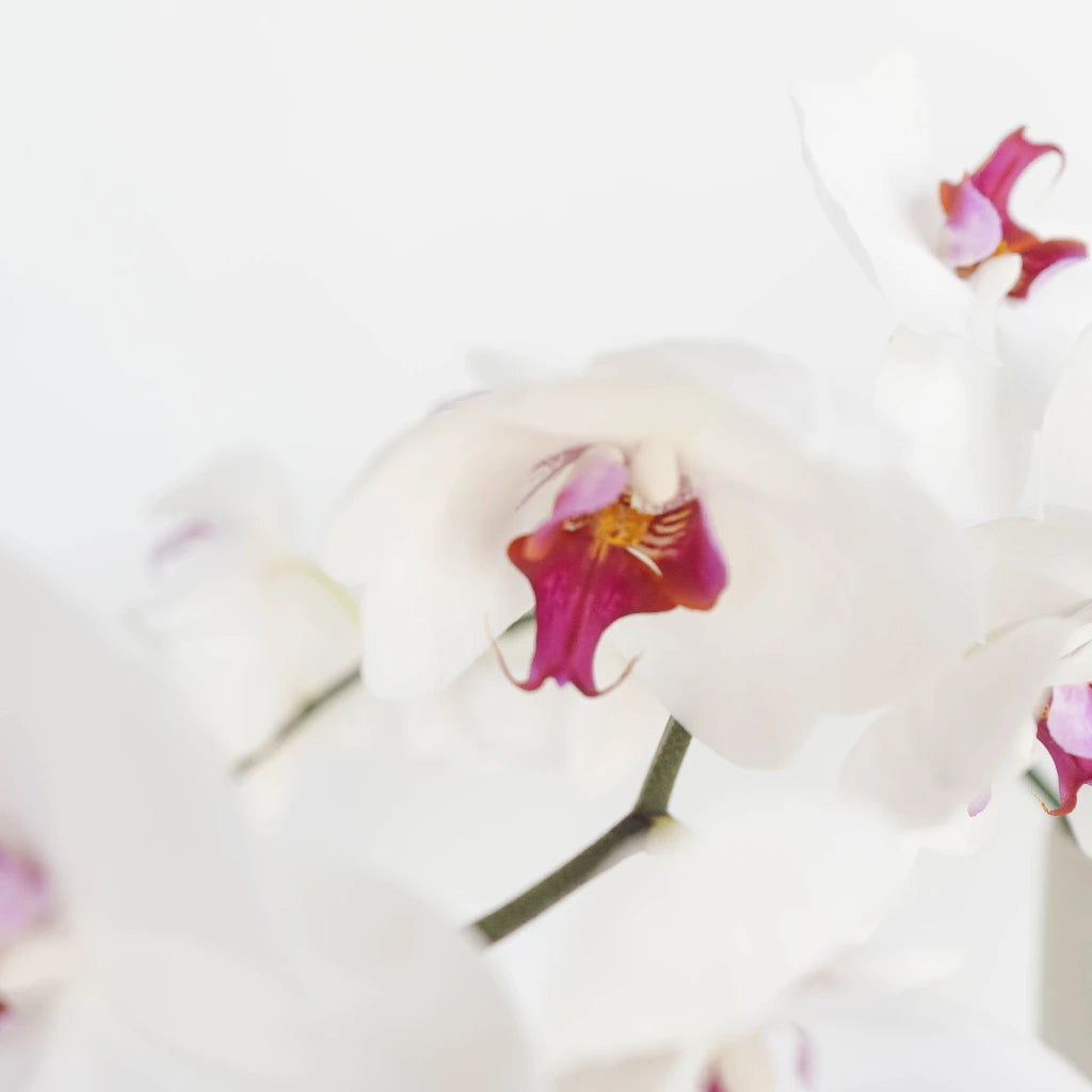 Blush Princess Phalaenopsis Orchid - Elegant Pink Orchid Plant for Home Decor, Wedding Centerpieces & Office Beautification