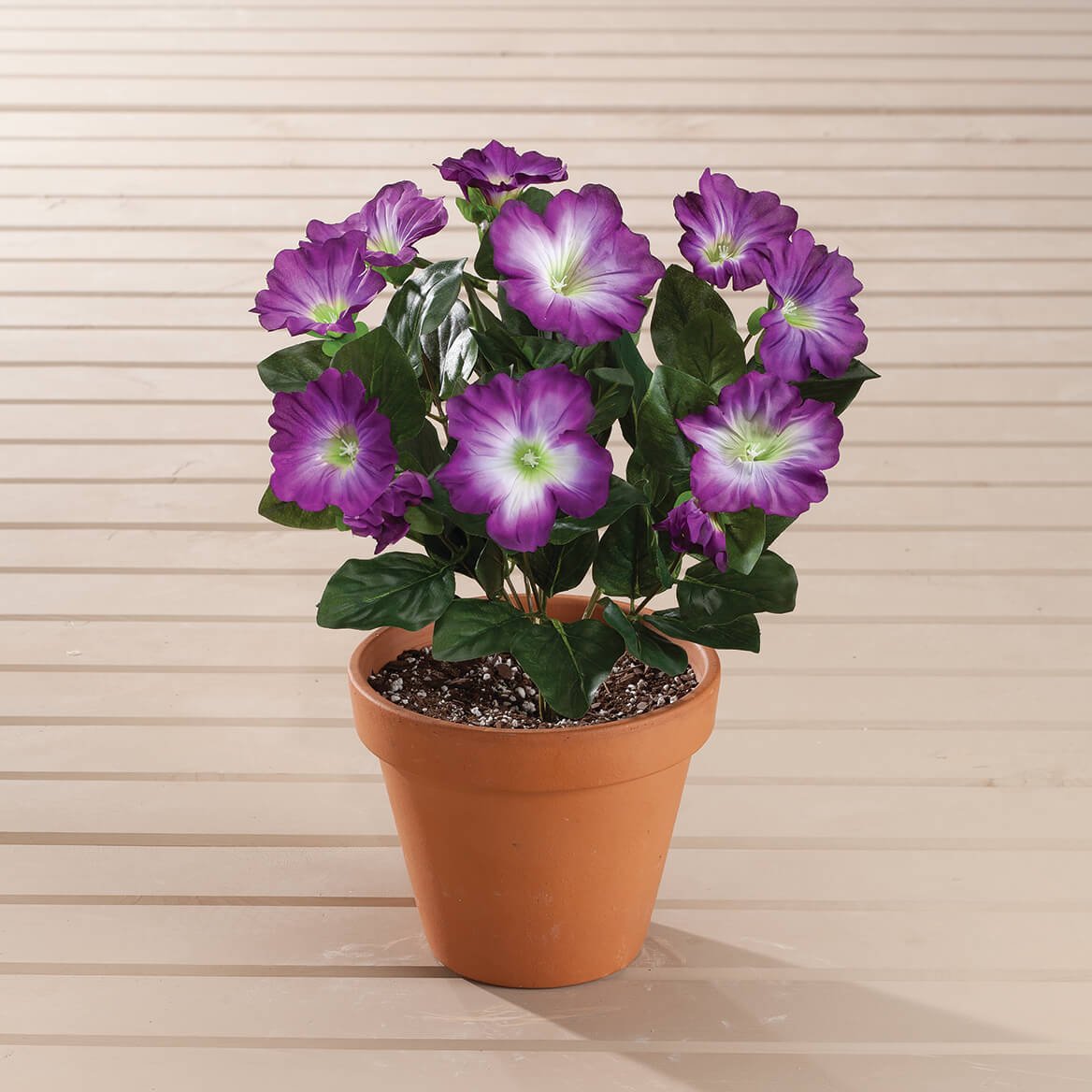 OakRidge Purple Petunia Bush - Outdoor Flowering Plant for Garden Beds, Borders & Container Gardening