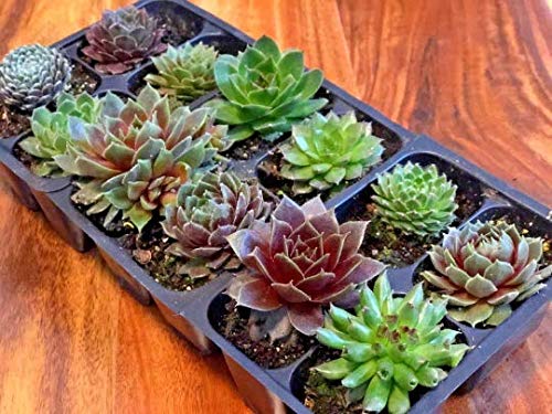 Mini Succulent Plugs - Live Sempervivum Hens & Chicks Plants (12 Pack) | Hardy Wedding Favors, Shower Gifts & Fairy Garden Decor | Perfect for Indoor Planters, Terrariums and DIY Home Decor