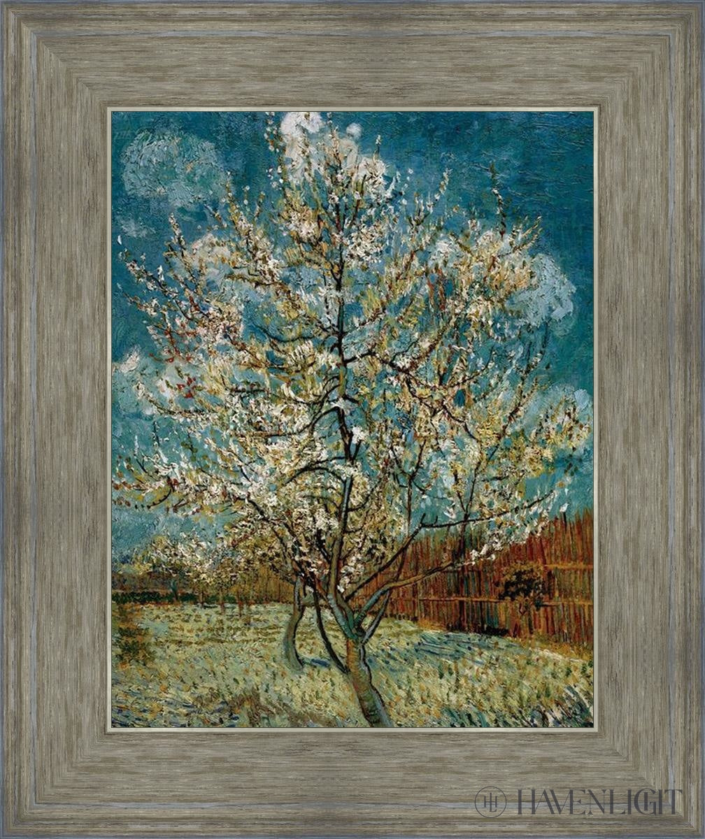Peach Tree In Blossom - Beautiful Flowering Peach Tree for Garden Landscaping | Perfect for Spring Planting & Outdoor Decor