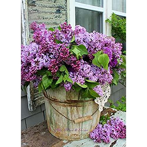 5D Diamond Painting Kit - DIY Flower Vase Cross Stitch Art with Full Drill Square Rhinestones | 40x50cm Wall Decor, Home Decoration & Thoughtful Gift for Craft Lovers | Perfect for Stress Relief, Creative Hobbies & Unique Home Decor