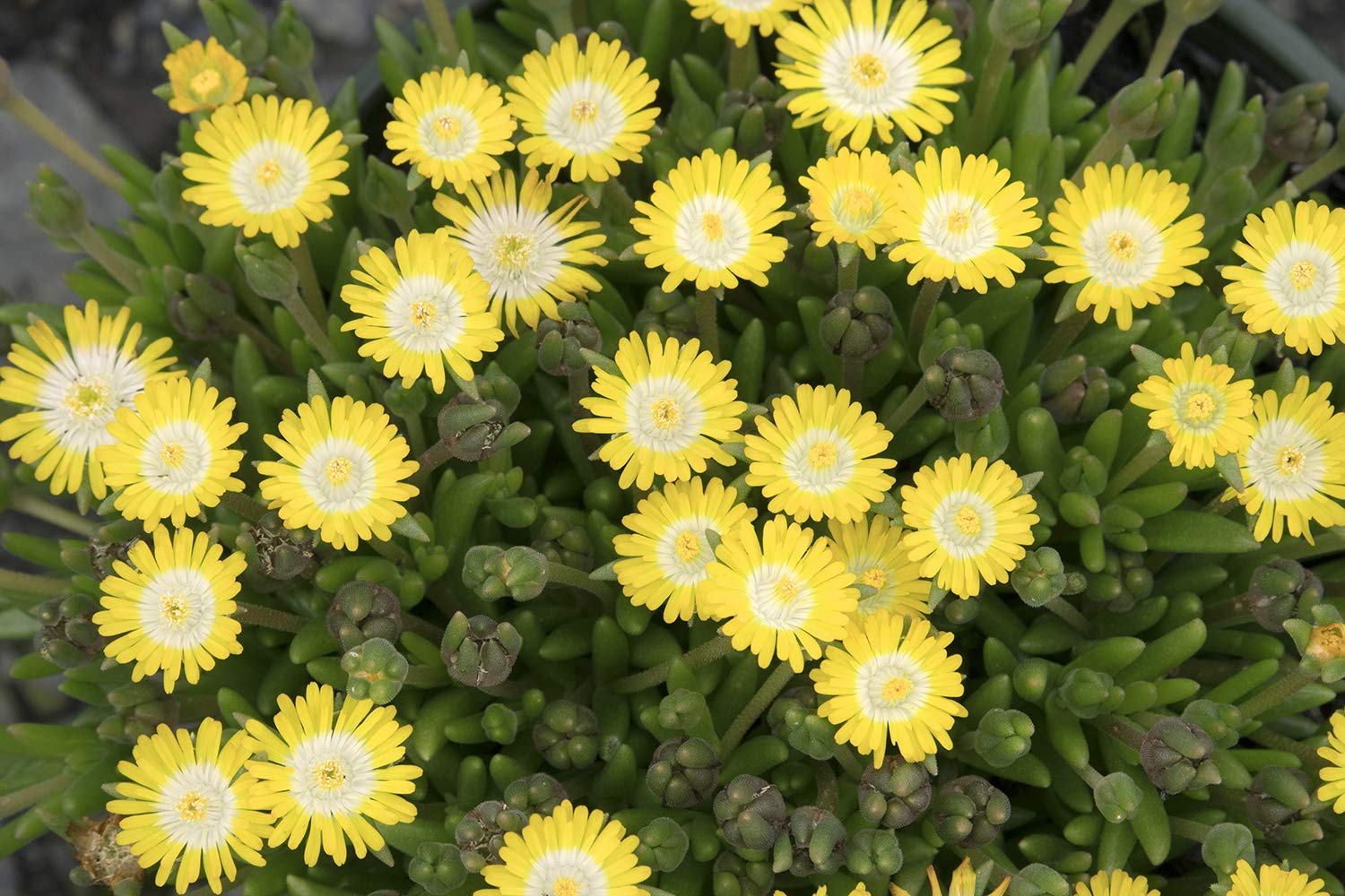 Delosperma Ice Plant - Jewel of Desert Peridot (3-Pot Set) - Drought-Tolerant Ground Cover for Rock Gardens & Xeriscaping
