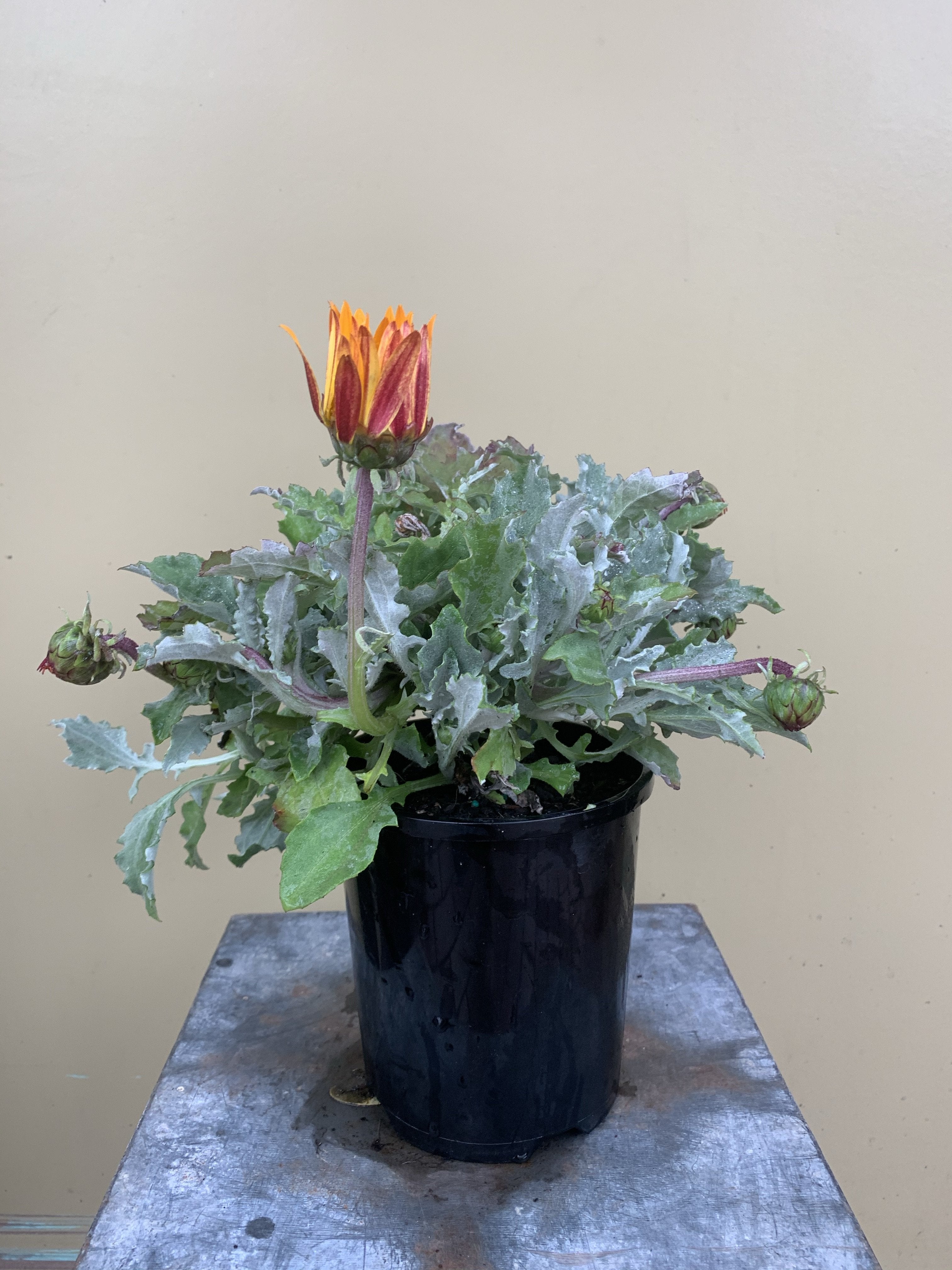 Arctotis 'Sunset Gold' African Daisy - Drought-Tolerant Perennial Flower for Sunny Gardens, Landscaping & Container Planting