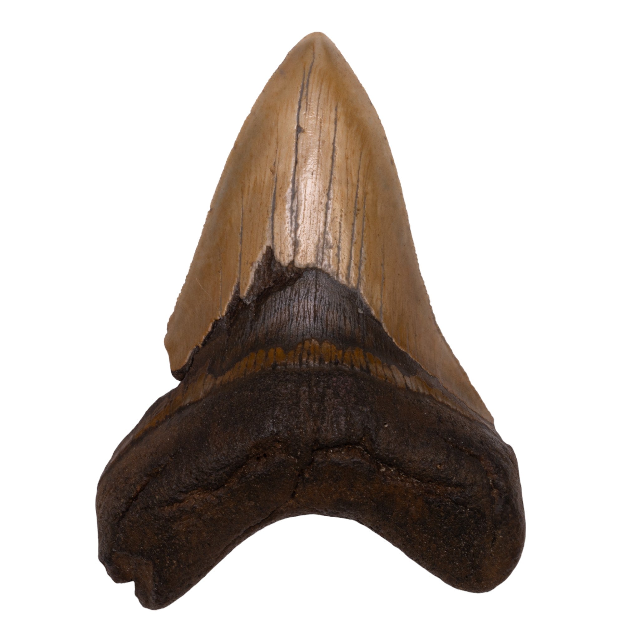 Authentic Megalodon Shark Tooth Fossil - Genuine Collector's Specimen for Home Decor, Science Education & Paleontology Enthusiasts | Perfect for Display Cases, Gifts & Classroom Learning