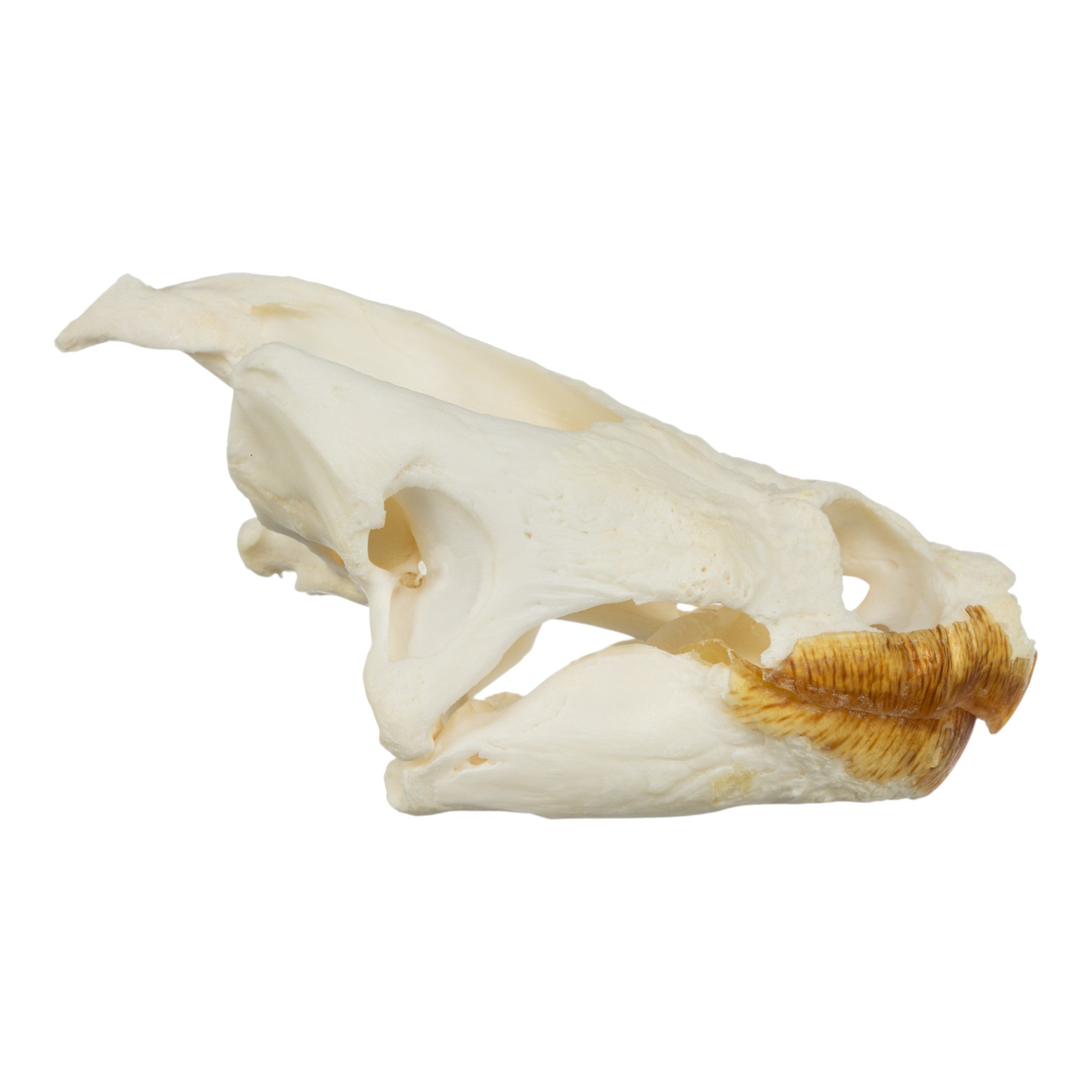 Authentic Large Snapping Turtle Skull with Pathology - Real Animal Skull Specimen for Science Education, Taxidermy & Oddity Collections