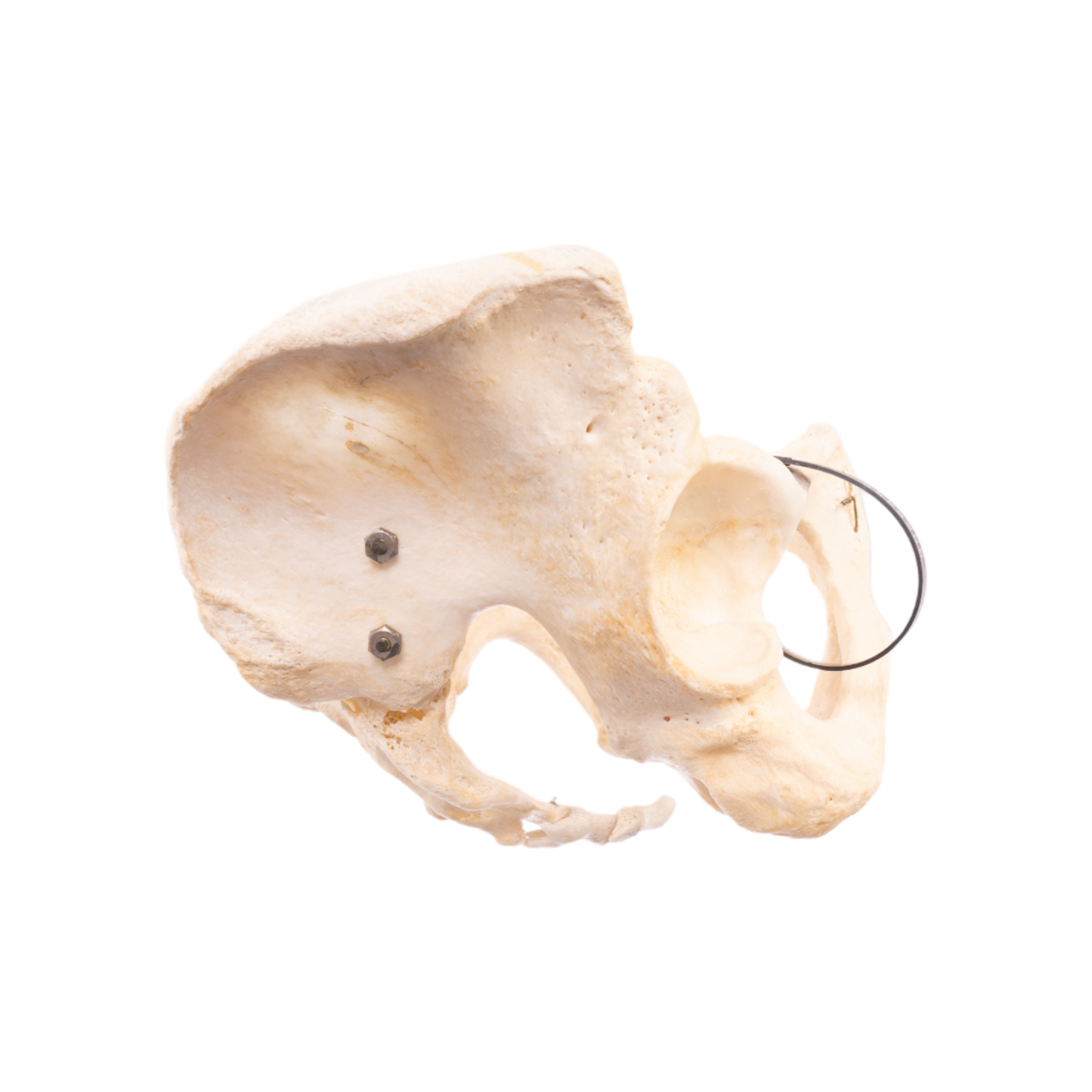 Real Human Pelvis, Sacrum, and Coccyx Articulated - Anatomical Model for Medical Education, Study, and Display