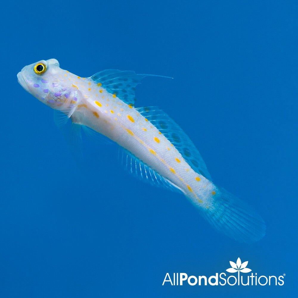 Orange Spot Goby (Valenciennea puellaris) - Saltwater Aquarium Fish for Reef Tanks & Marine Habitats | Perfect for Coral Compatibility & Sand Sifting