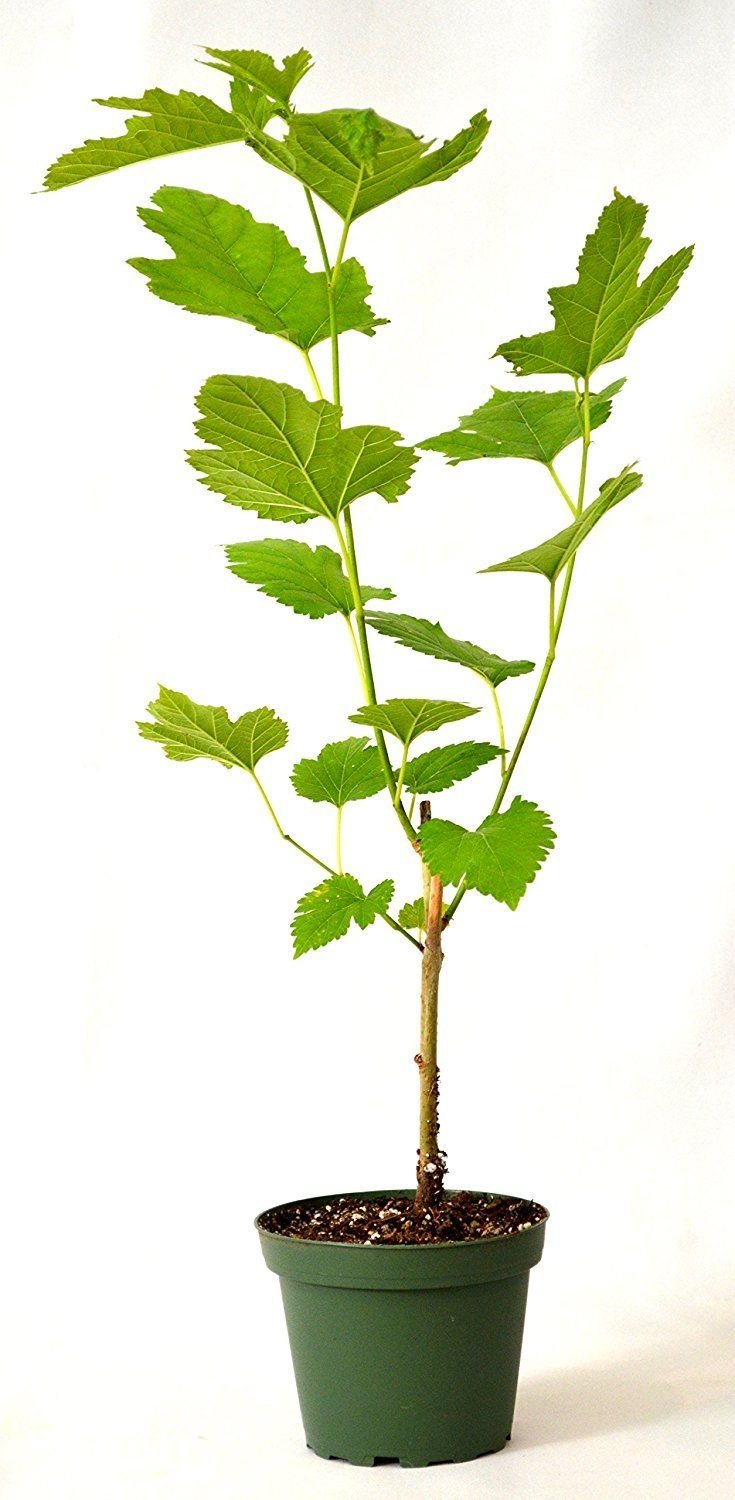 Dwarf Everbearing Black Mulberry Tree (Morus Nigra) - Sweet Fruit Plant in 4