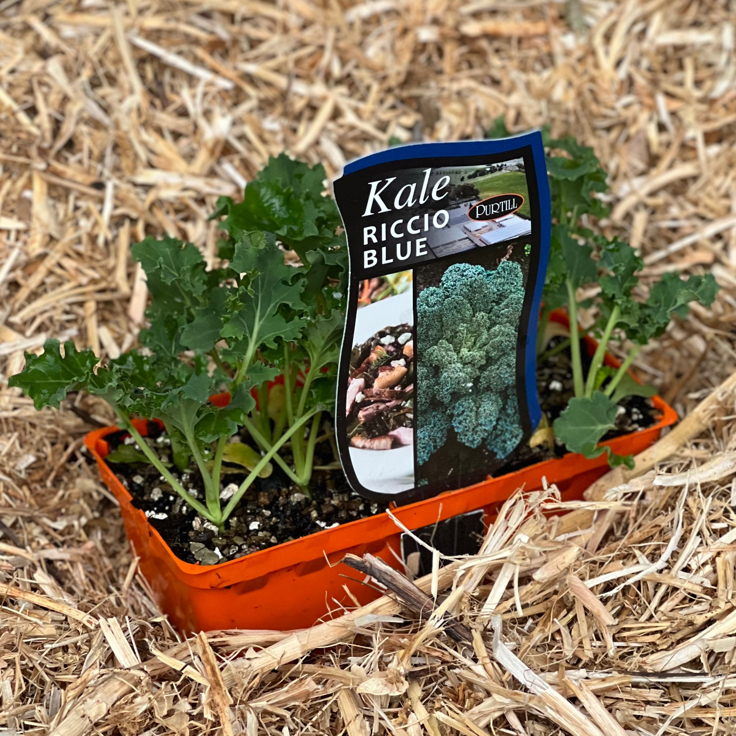 Organic Kale 'Riccio Blue' Seeds - Non-GMO Heirloom Vegetable Seeds for Home Gardening | Perfect for Salads, Smoothies & Healthy Eating