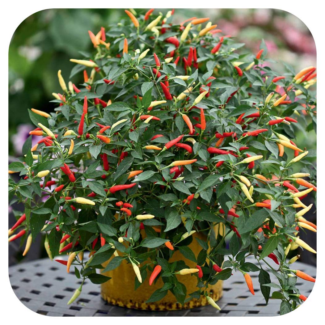 Non-GMO Heirloom Ornamental Hot Chili Pepper Seeds Mix - Home Garden Planting, Cooking & Decorative Use
