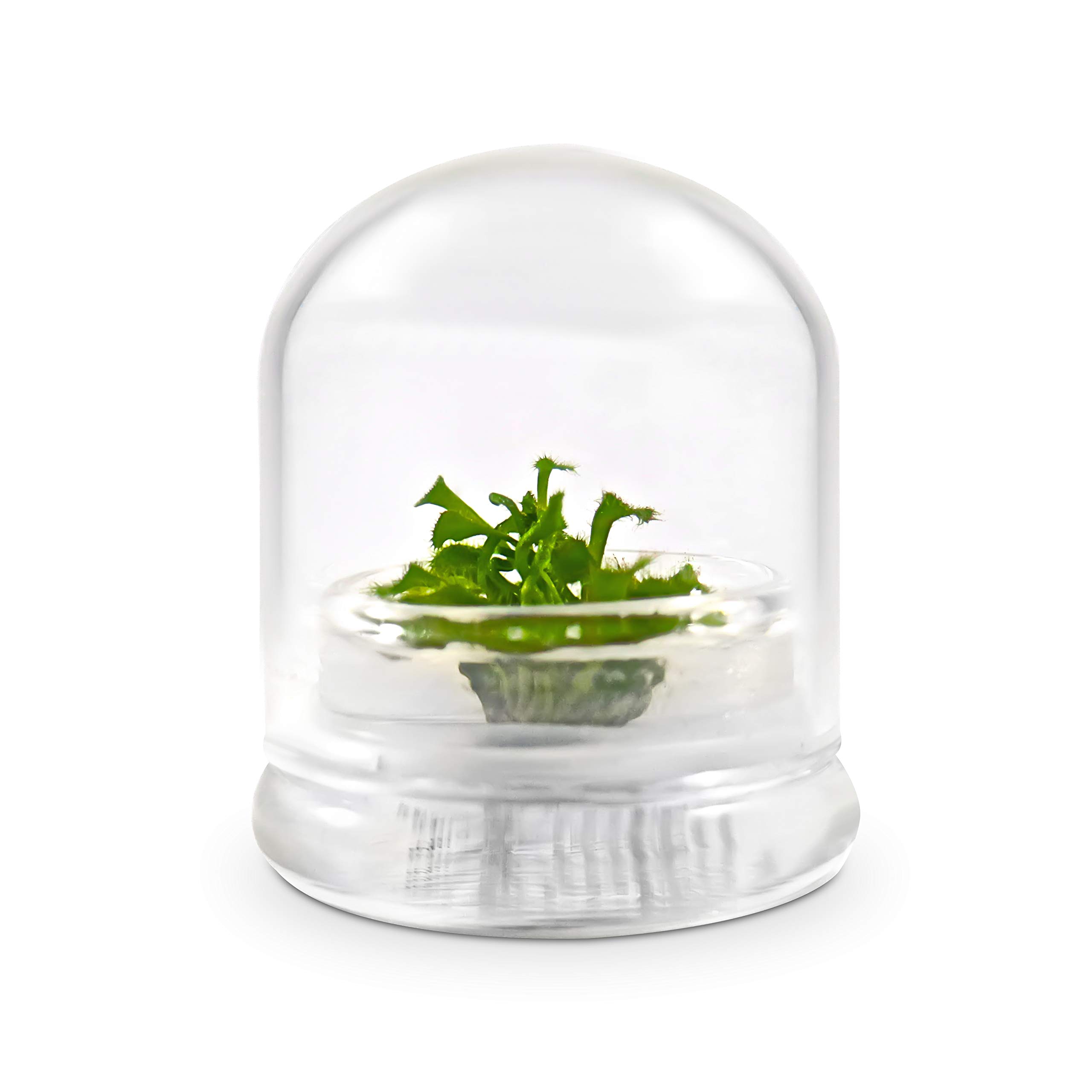 Bloomify Live Sundew Plant Terrarium Kit - Self-Sustaining Enclosed Ecosystem with Drosera Spatula Carnivorous Plant - Low Maintenance Indoor Home Decor - Unique Gift for Plant Lovers - Perfect for Office Desk, Living Room, or Classroom Display