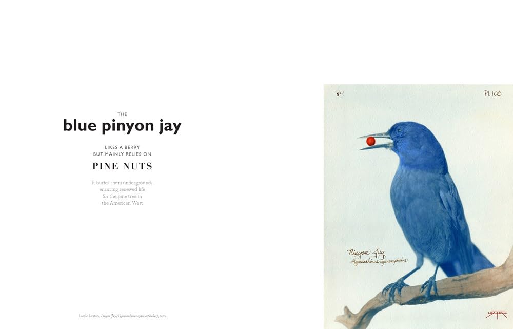 The Book of Birds: Stunning Bird Art for Home Decor & Gifts | Beautiful Avian Paintings & Illustrations for Nature Lovers, Wall Art & Coffee Table Books