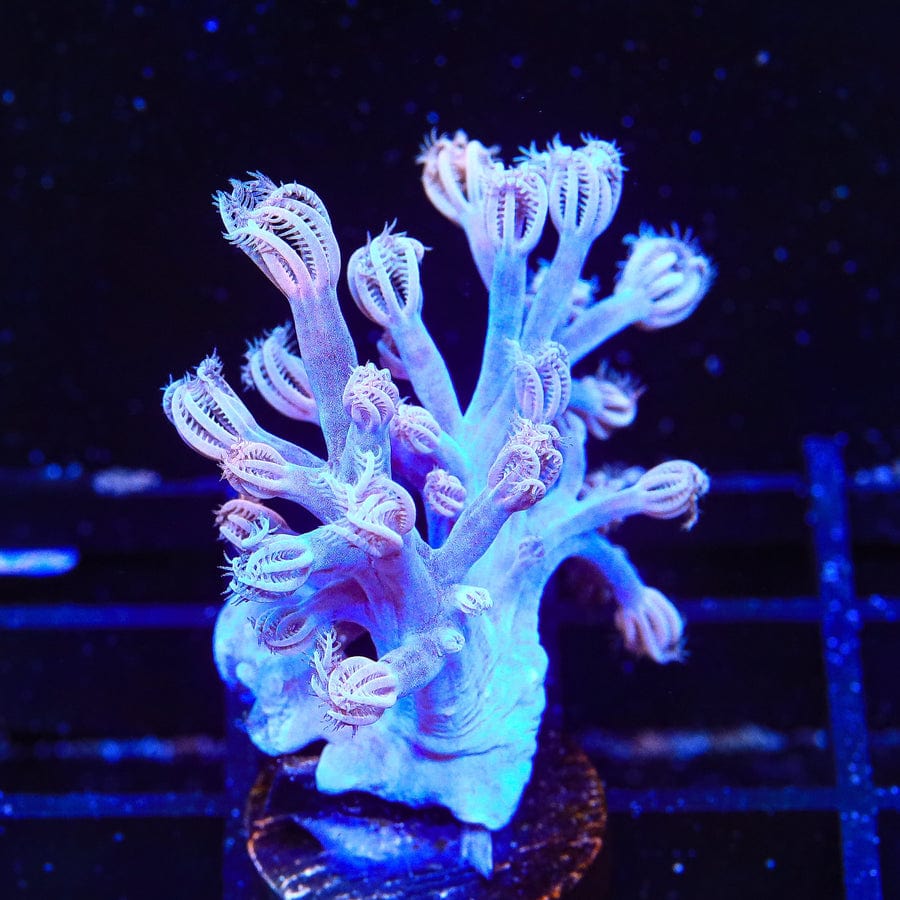 Premium Cespitularia Coral for Saltwater Aquariums - Vibrant Soft Coral for Reef Tanks, Marine Aquascaping & Underwater Decor (Easy to Care Live Coral)