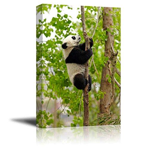 Baby Giant Panda