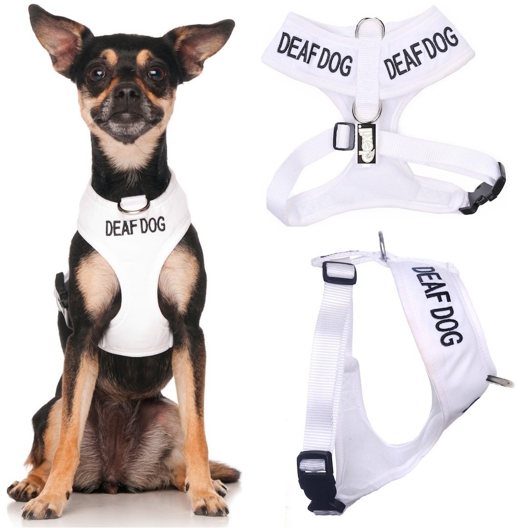 White Waterproof Padded Dog Harness with Front & Back D-Rings for Deaf Dogs – Non-Pull Safety Vest with Color Coding to Alert Others of Hearing Impairment (XS) – Perfect for Walks, Training, and Outdoor Adventures