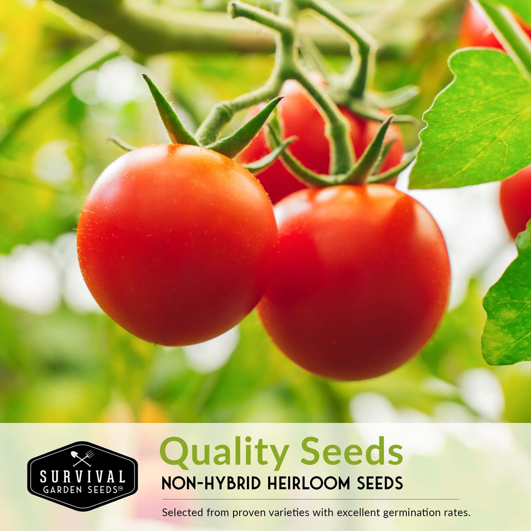5 Heirloom Tomato Seed Collection - Cherokee Purple, Roma, Large Red Cherry, Great White & Beefsteak Varieties for Home Gardening, Canning & Fresh Eating