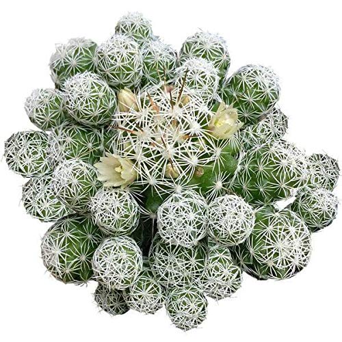Live Cactus Plants Collection - Rare Thimble Cactus Mammillaria (2'' with Clay Pot) | Unique Succulents Gift Set for Home & Office Decor, Wedding Favors, Housewarming Gifts