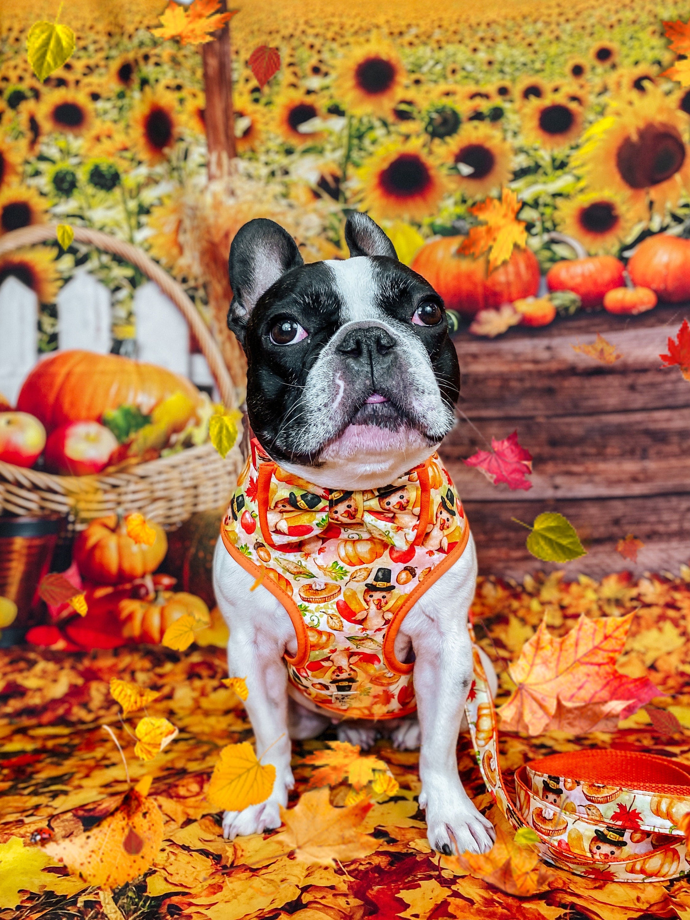 Thanksgiving Dog Harness - Watercolor Harvest Print Adjustable Pet Vest for Small Medium Large Dogs - Perfect for Autumn Walks & Holiday Photos