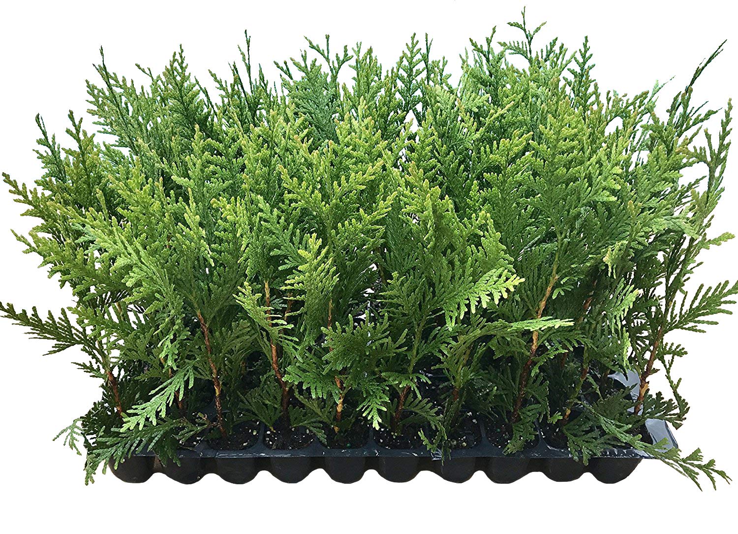 Thuja Green Giant Arborvitae - 40 Live Evergreen Privacy Trees (2