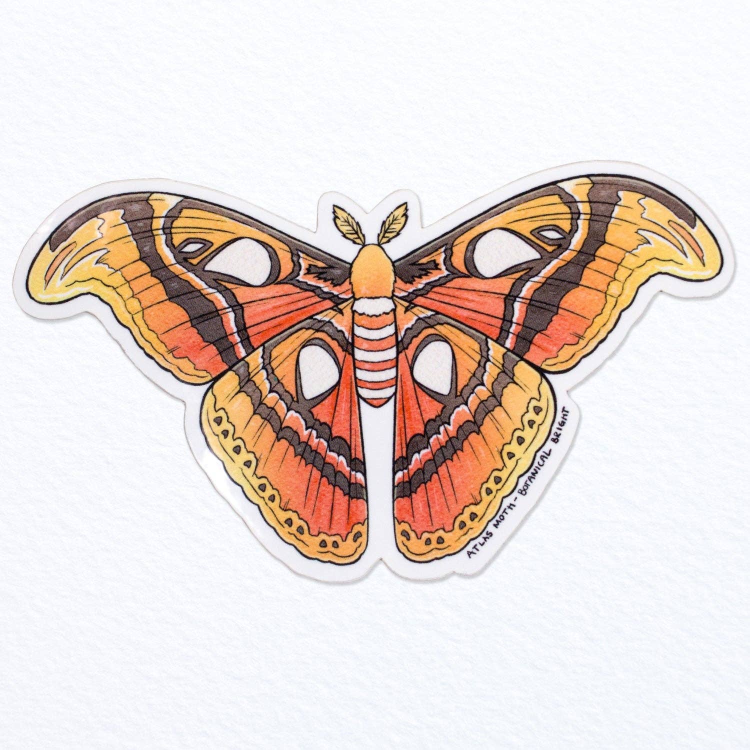 Atlas Moth Waterproof Vinyl Sticker - Decal for Laptops, Water Bottles & DIY Crafts - Unique Insect Art for Nature Lovers