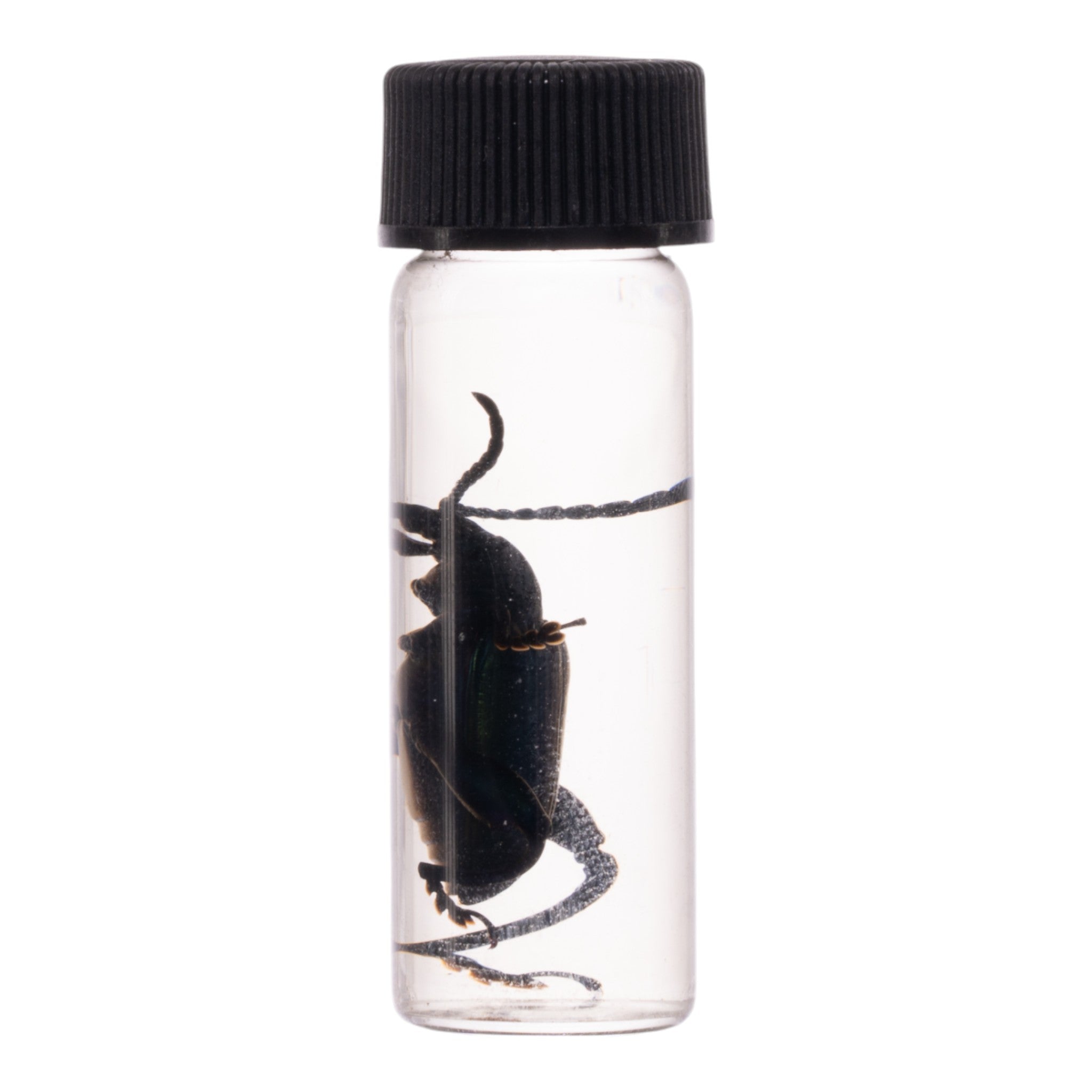 Authentic Green Chafer Beetle Wet Specimen for Entomology Collection - Perfect for Science Classrooms, Insect Displays & Educational Projects