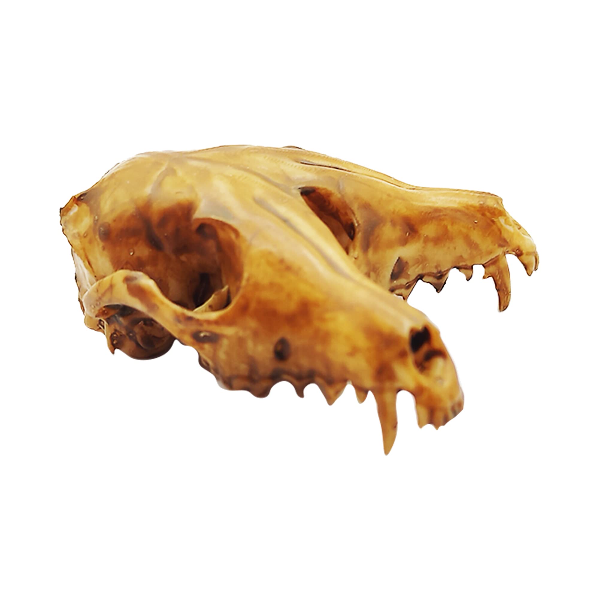1:6 Scale Fox Conjoined Skull Miniature Replica - Aged Finish for Dollhouse, Diorama & Gothic Decor | Perfect for Halloween Displays, Dark Academia Aesthetics & Oddity Collections