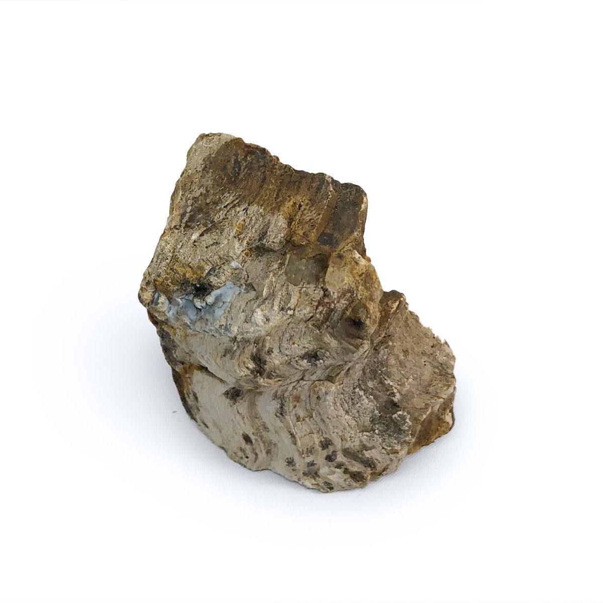 Natural Petrified Wood Stone - Unique Fossilized Wood for Home Decor, Jewelry Making & Collectibles | Perfect for DIY Crafts, Gifts & Geological Displays