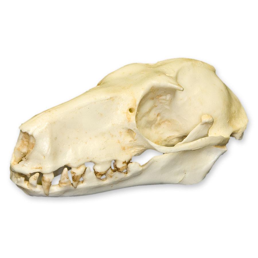 Authentic Replica Hammerhead Fruit Bat Skull (Female) - Handcrafted Halloween Decor, Gothic Home Decor, Scientific Study Specimen & Unique Gift for Bat Lovers