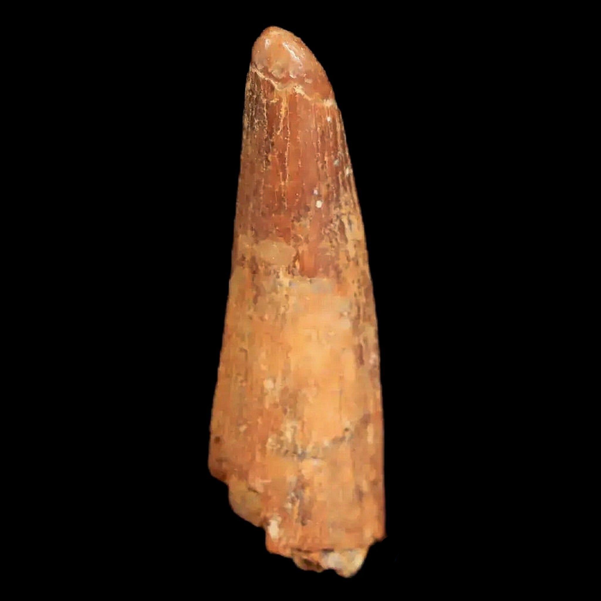 Authentic Pterosaur Coloborhynchus Fossil Tooth - Upper Cretaceous Period - Morocco - Includes COA & Display Case - Perfect for Paleontology Collectors & Home Decor