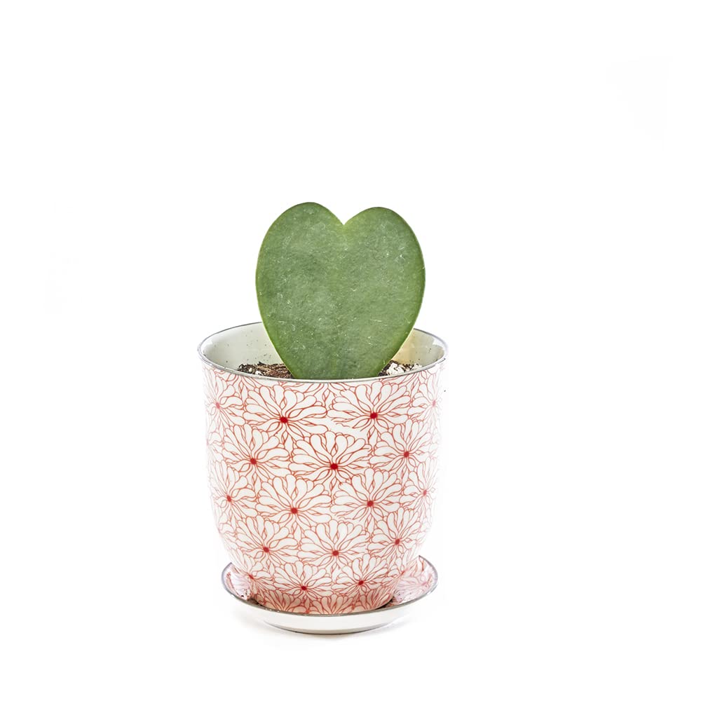 CHIVE ‘Liberte’ Ceramic Succulent Pots — 4.25” Vintage Farmhouse Style Planters for Indoor Plants, Cactus & Herbs — Beautiful Home & Kitchen Decor with Red Flowers — Perfect for Windowsills, Office Desks & Gift Ideas