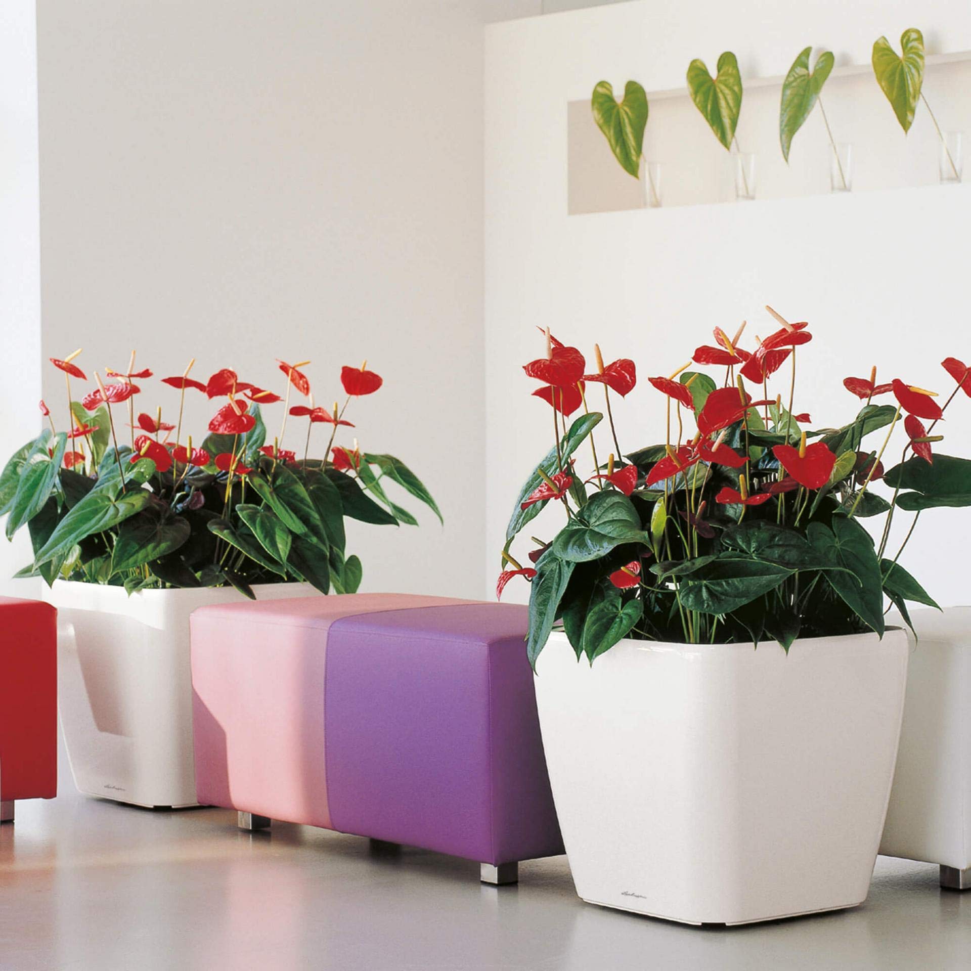 Lechuza Quadro Premium LS 50 Self-Watering Planter - Taupe High Gloss (Model 16285) for Indoor Plants, Home & Office Decor