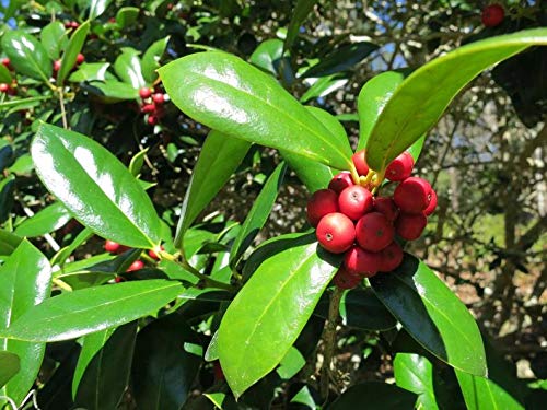 3 Gallon Needlepoint Holly - Fast-Growing Evergreen Hedge with Year-Round Green Foliage & Vibrant Red Berries in Fall | Perfect for Privacy Screening, Landscaping & Garden Borders