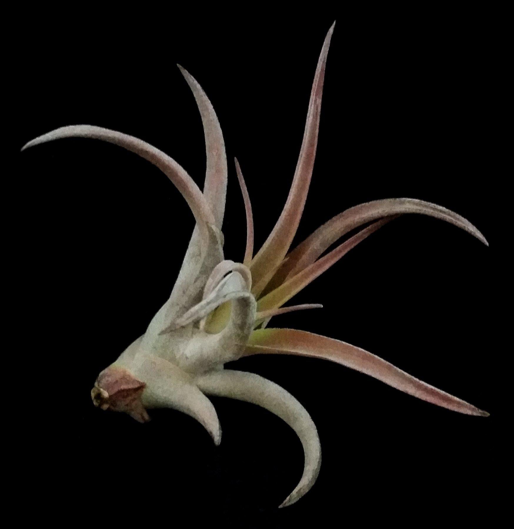 Tillandsia Capitata Peach Air Plant - Low Maintenance Live Indoor Plant for Home, Office & Terrarium Decor