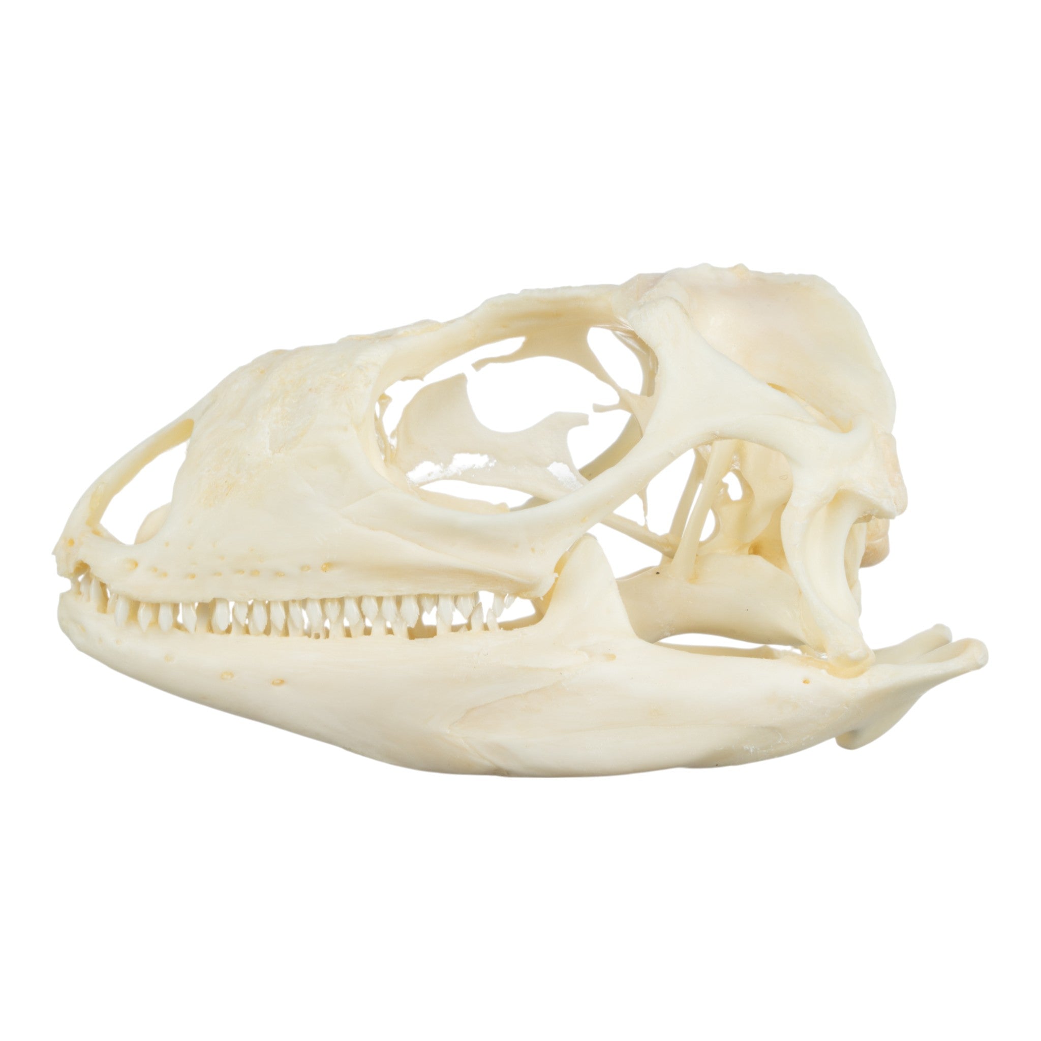 Real Green Iguana Skeleton Disarticulated Specimen - Perfect for Biology Study, Classroom Teaching & Halloween Decor