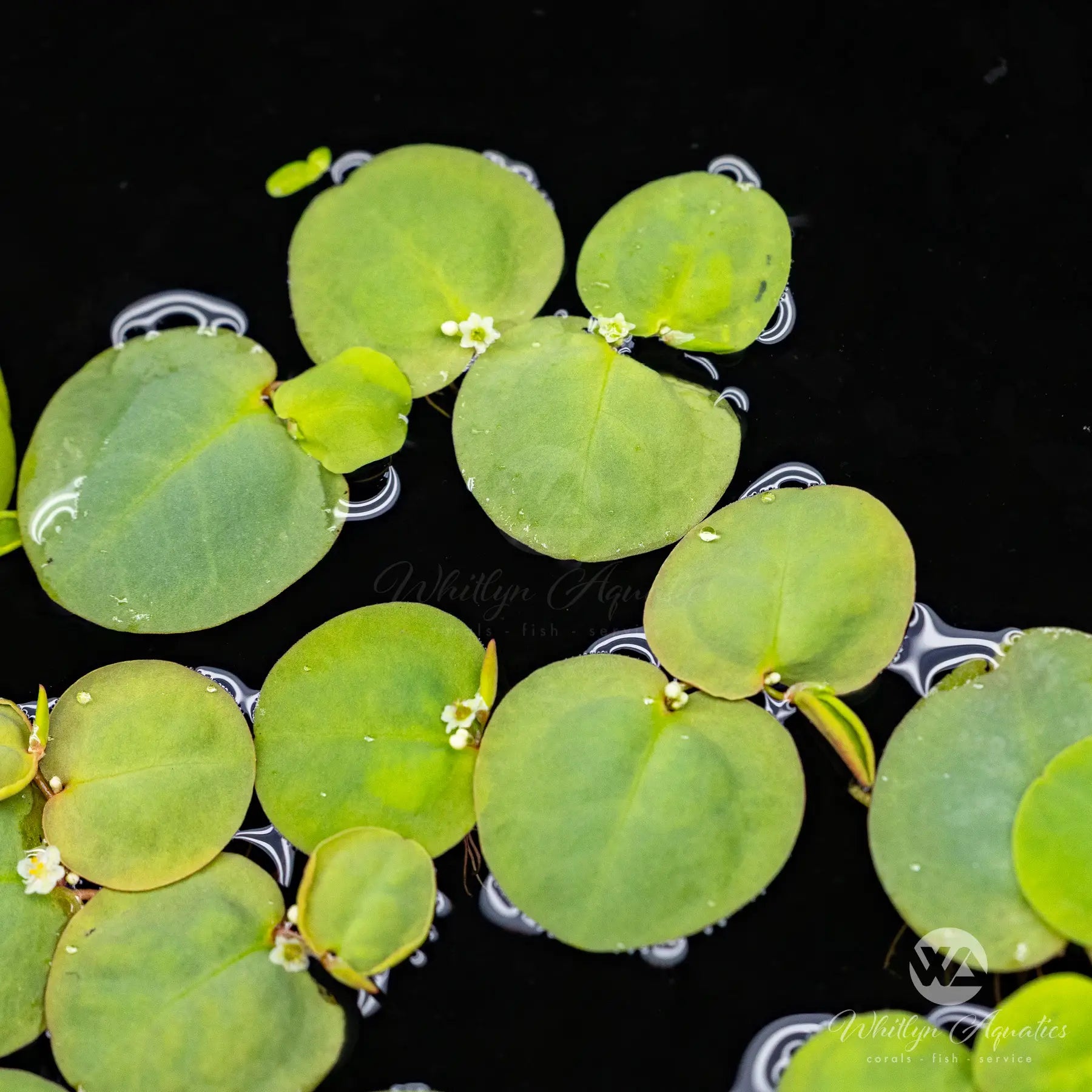 Red Root Floater (Phyllanthus fluitans) - Floating Aquatic Plant for Aquariums & Ponds | Perfect for Natural Filtration and Shade