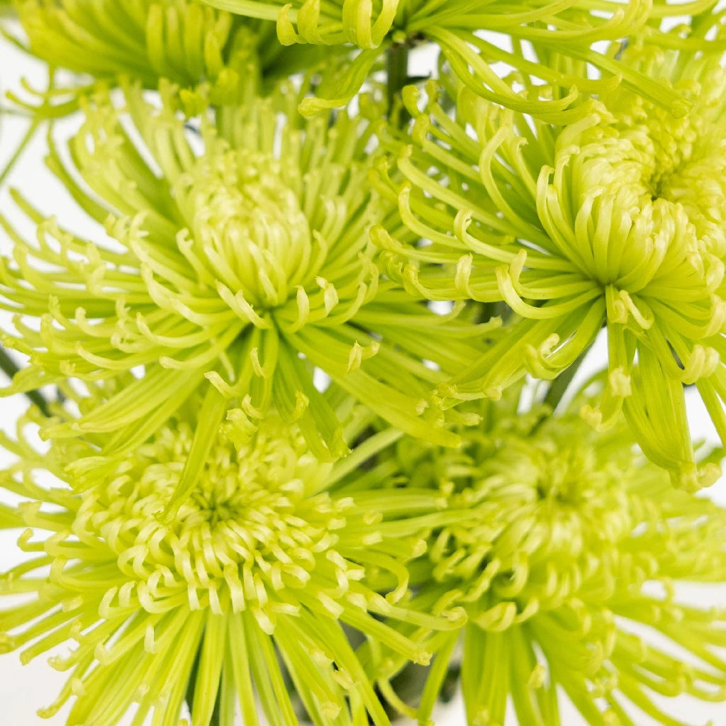 Anastasia Green Spider Mum Flowers - Premium Artificial Floral Decor for Home, Wedding, and Event Centerpieces