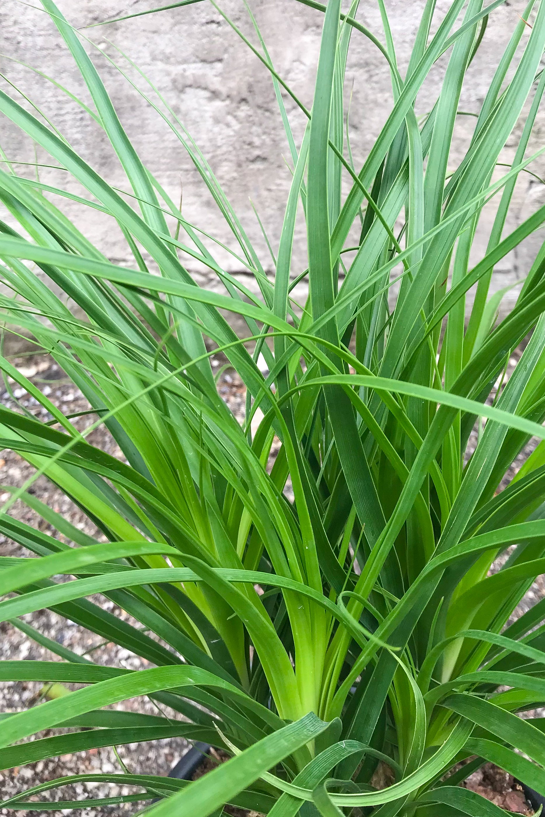 Beaucarnea Ponytail Palm 8